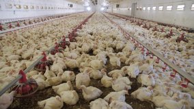 Poultry farm. Chickens for fattening on a modern poultry farm. Lots of chickens in the hangar. Feed and drink chickens. Modern agriculture.