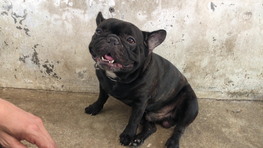 normal saline for dogs