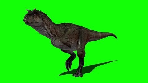 Carnotaurus Dinosaur Walking on Green Screen