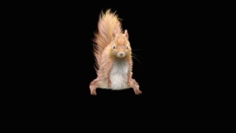 squirrel Dance CG fur 3d rendering animal realistic CGI VFX Animation Loop  composition 3d mapping cartoon, Included in the end of the clip with Alpha matte.