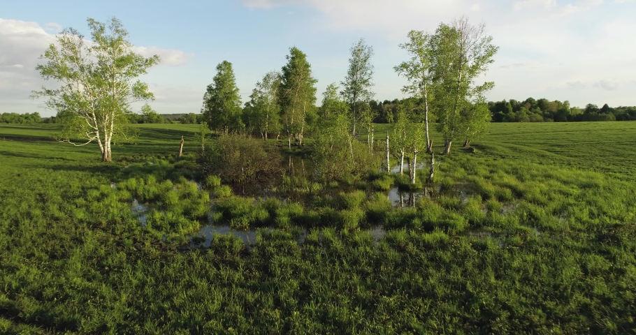 Swamp place with birch tree with open water among green field. Wild summer landscapes. Aerial drone wide shot.