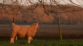 4K rack focus video clip showing two sheep grazing, standing in a field with a fence on a farm at sunset or sunrise