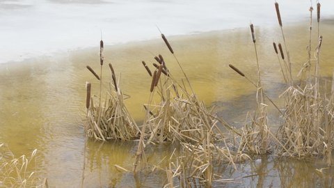 Closer look of the bulrush grasses on the ground near the frozen river in Estonia