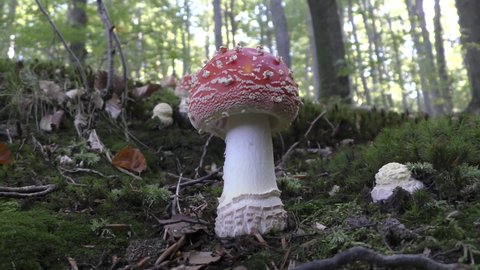 Autumn scene: toadstool (or fly agaric mushroom) in a field of leafs