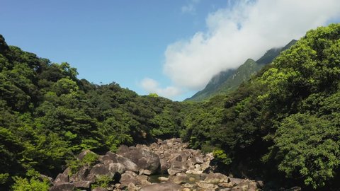 Natural Splendor of Yakushima Japan, River and Forest on Sunny Day