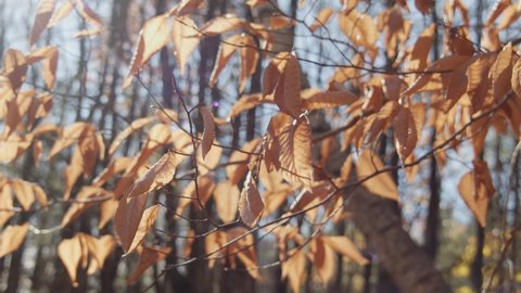 Dried brown and gold leaves rustling in the wind. Handheld slow motion.