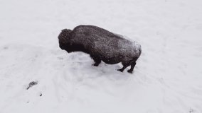 bison overhead aerial in blowing snow - Powered by Shutterstock - Get 15% off with code: PIKWIZARD15