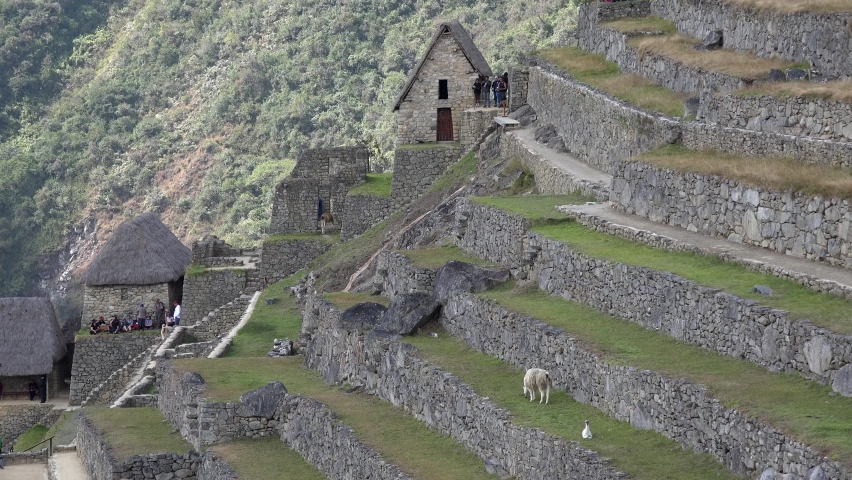 The agricultural ruins at Machu Picchu. Alpacas grazing on the lush green grass with ancient huts and forest in the background. Static shot.