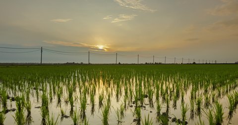 4k time lapse in morning at spring time on a rice paddy field. The rice plants still very small. Rain clouds on the sky. heaven reflecting in the water. Agriculture fields and water supply canal