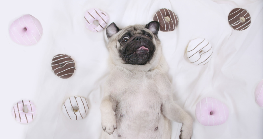 Cute pug dog lying on white bed with colorful tasty donuts. Sweet, lovely face. Belly up. Portrait. View from above. Pug dog paradise, dream concept. Dog love food, donut.    | Shutterstock HD Video #1068814289