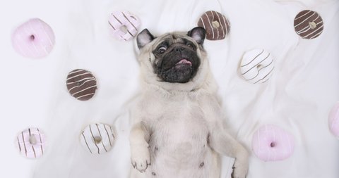 Cute pug dog lying on white bed with colorful tasty donuts. Sweet, lovely face. Belly up. Portrait. View from above. Pug dog paradise, dream concept. Dog love food, donut.   
