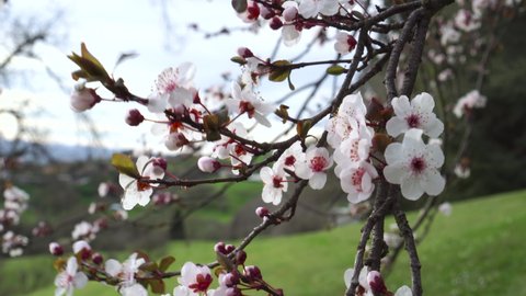Blooming cherry plum tree with beautiful flowers close-up on the branches blown by the wind. Prunus cerasifera