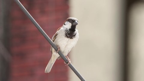 house sparrow male high resolution video without editing