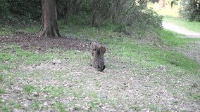 video footage of brown cat
