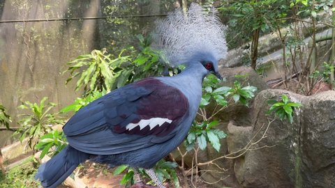 The video of western crowned pigeon. It is a large, blue-grey pigeon with blue lacy crests over the head and dark blue mask feathers around its eyes. Both sexes are almost similar.