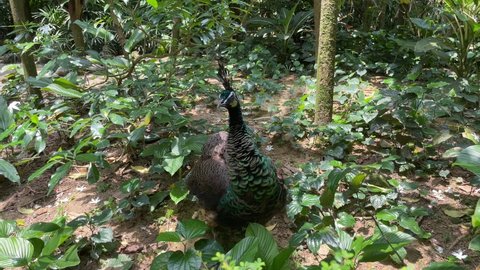 The female green peafowl (Pavo muticus), it is a peafowl species native to the tropical forests of Southeast Asia.
The sexes of green peafowl are quite similar in appearance, especially in the wild. 