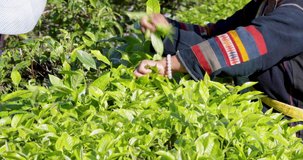 Two Farmers picking little green tea in farmland on mountain Chiang rai Thailand 4K video 