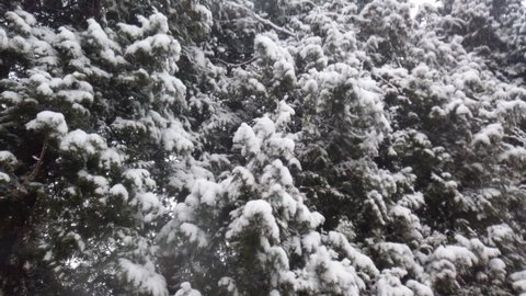 Falling snowflakes of snow against the background of spruce trees.
