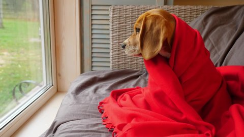 Cute young dog wrap in red blanket sit against window, look outside with attention. Beagle wait for somebody at living room of country house, cold autumn season time
