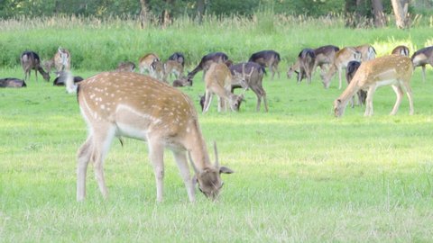 A fallow deer fawn grazes in a meadow by a forest on a sunny day - a herd of fallow deer in the background