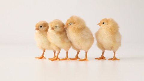 Newborn chicks on white background. Little yellow chickens on a white background.  Little birds. Funny chicks. Humorous chickens. Gallus gallus domesticus. Cute newborn chicks.