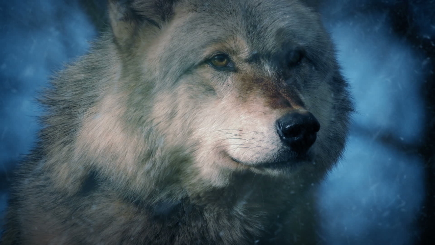 Snow Falls On Wolf In the Forest.