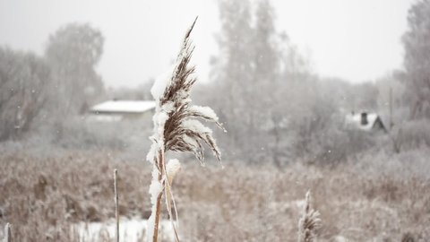 Closeup view of the reed stem in a meadow on the village background among falling snowflakes in slowmo. Rural landscape at winter day with dry plants and rooftops. Concept of nature at the cold season