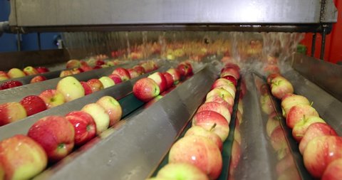 Clean fresh apples washing and moving on conveyor sorting and grading by the machine in a fruit packing warehouse, slow motion