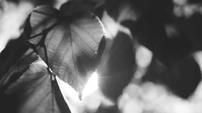 Black and white abstract natural video background of closeup of leaves of tree growing outdoor 