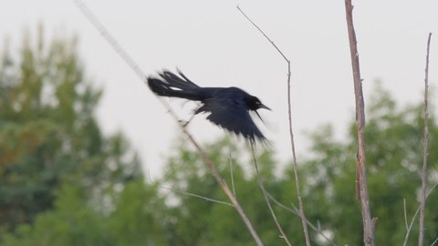 Great Tailed Grackle Looking Around and Flying Away