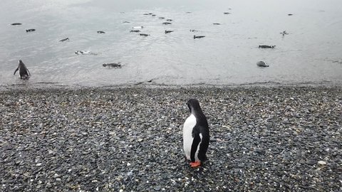 Magellanic penguin cleaning his feathers on a rainy coastline at Beagle channel. Gentoo penguins swimming in shallow water.