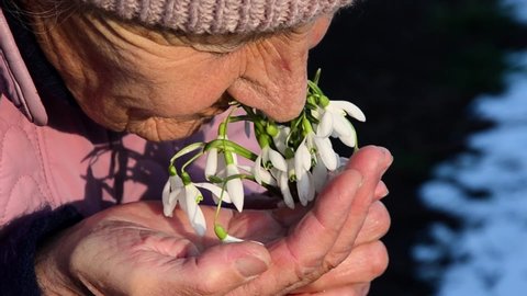 The old grandmother breathes in the scent of spring flowers. Snowdrops in old wrinkled hands. Early flowers in the hands of an old grandmother. Grandma sniffs flowers. Congratulations concept. 