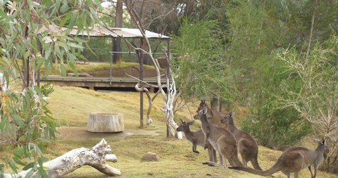 San Diego, California, USA - 11.03.2021: San Diego Safari Zoo - Kangaroos with baby kangaroo being fed. 