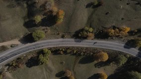 Autumn Road and Cows Aerial Video Savsat Artvin Turkey
