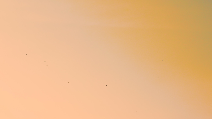 Birds in the sky fly at sunset. A flock of birds is circling in the sky.