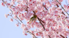 Cherry blossoms in full bloom with beautiful pink petals with white eyes, - Powered by Shutterstock - Get 15% off with code: PIKWIZARD15