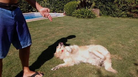 Owner and A Lovely Golden Retriever Dog playing Dead Outdoors. 4K Resolution.