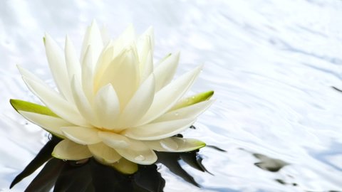White lotus waterlily flower floating on water surface, blue sky reflection 