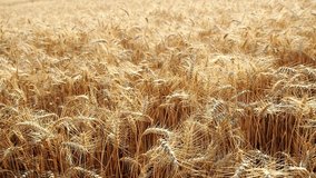 Gold wheat (Triticum) field background in HD VIDEO. Detail of ripe ears of yellow cereal field swaying from the gentle wind and ready for harvest growing in agricultural farm. Close-up.