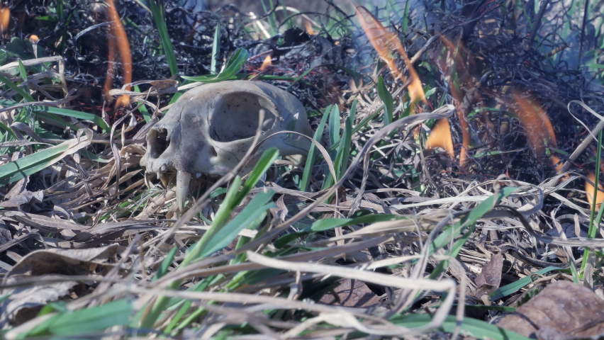 Forest fire spreads over the dried grass. Skull of a wild animal burnt in a forest fire. Low angle view in close up.