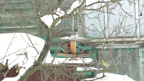 Birds on the tree at the feeder in the winter garden. The bullfinch chases the sparrow away. Redpolls and big tits