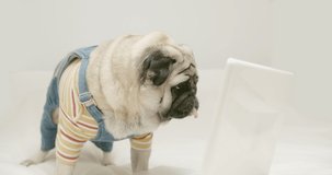 Cute pug dog dressed denim with laptop, notebook. Watching content with attention, interest and excite. React to content with expression. Work, learn, watch media online. Funny dog laptop concept.