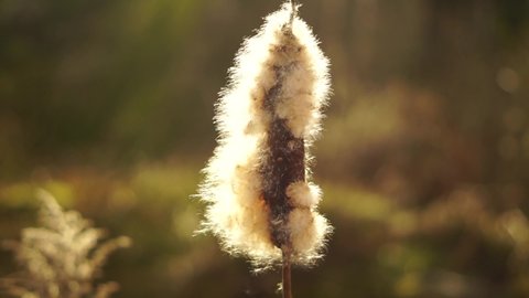 Fluff Cotton Cattail reed (Typha latifolia)