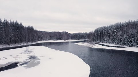 Forest in winter, drone fly over of river and pine trees covered with snow. Aerial drone shot zoom in of winter forest and frozen water under cloudy white sky