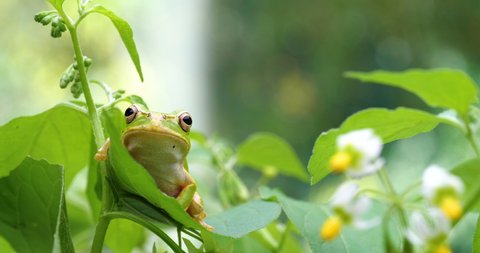 Video of tree frog clinging to grass