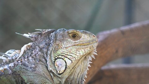 A large iguana in gray color skin during stay on the tree's branch, Animal portrait 4K footage, eye selective focus.