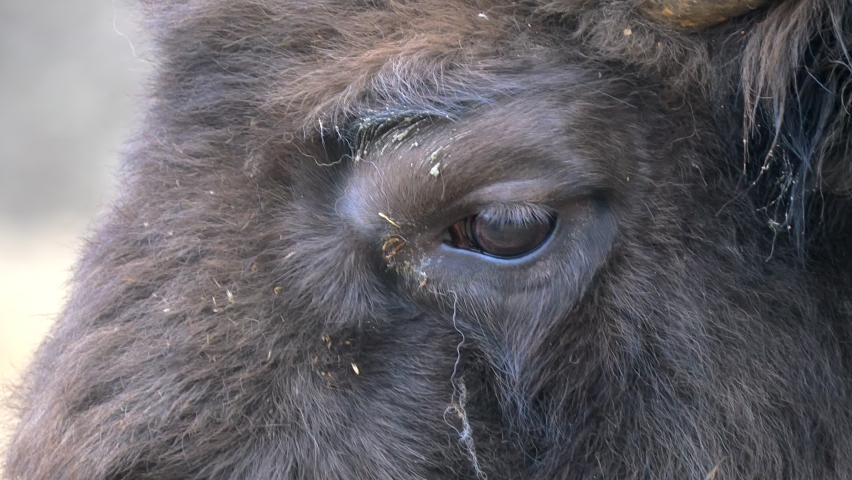 A close-up of a bison's eye in its natural habitat. A scene recorded with a telephoto lens. | Shutterstock HD Video #1068899723