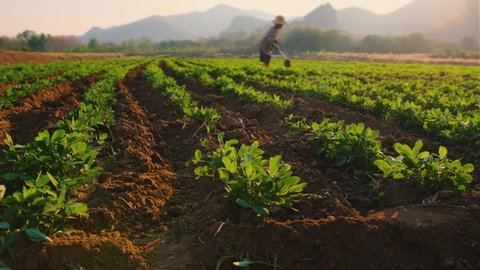 Landscape of peanuts plantation in countryside Thailand near mountain with farmer work on field at evening, industrial agriculture, slider camera shots