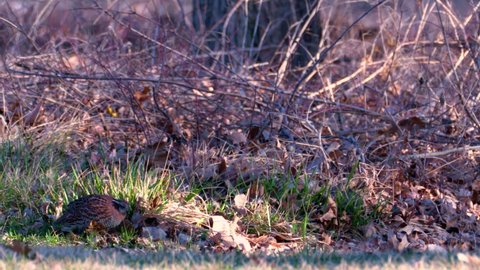 pair of bobwhite quail search for food