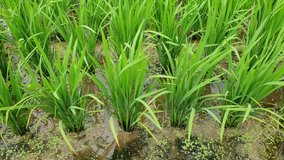 Green rice leaves are swaying in the wind in the rice paddies where the water is concentrated.
